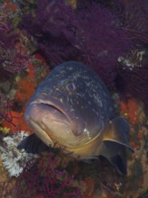 Dusky grouper (Epinephelus marginatus) (Mycteroperca marginatus) and violescent sea-whip