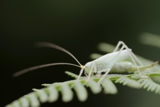 Oak bush-cricket (Meconema thalassinum), female, North Rhine-Westphalia, Germany, Europe