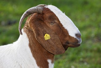 Boer domestic goat (Capra aegagrus hircus) with ear tag, animal portrait, Schleswig-Holstein,