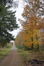 Forest path with autumn-coloured trees along the way, misty autumn atmosphere, Rothaarsteig, North