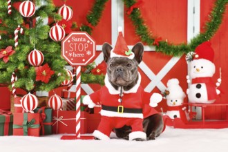 French Bulldog wearing Santa Claus dog costume next to seasonal decorations with Christmas tree