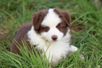 Miniature American Shepherd (Canis lupus familiaris) puppy, puppy lying in tall grass, portrait,