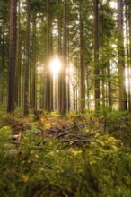 Sunbeams break through the undergrowth of a dense forest, Calw, Black Forest, Germany, Europe