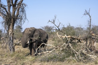 African elephant (Loxodonta africana) eating dry branches from a fallen tree, environmental