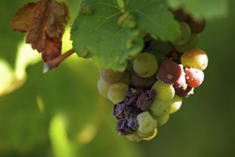 Grapes hanging on the vine in the Moselle wine-growing region, Rhineland-Palatinate