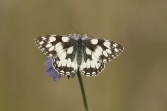 Marbled white (Melanargia galathea) butterfly adult feeding on a Field scabious (Knautia arvensis)