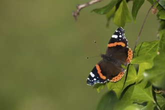 Red admiral (Vanessa atalanta) butterfly adult resting on an Ivy (Hedera helix) leaf, Suffolk,