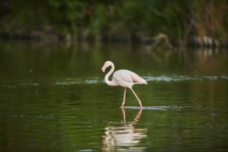 Greater Flamingo (Phoenicopterus roseus) walking in the water, Parc Naturel Regional de Camargue,