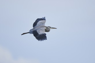 Grey heron (Ardea cinerea) flying in the sky, Parc Naturel Regional de Camargue, France, Europe