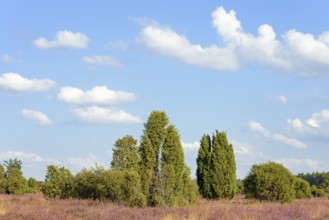 Heathland, typical vegetation, juniper (Juniperus communis) and flowering common heather (Calluna