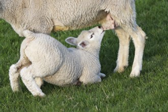 Domestic sheep (Ovis gmelini aries) suckling lamb, young animal, baby animal, Schleswig-Holstein,