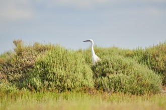 Great egret (Ardea alba) standing behind bushes, Camargue, France, Europe