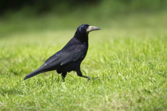 Rook (Corvus frugilegus) adult bird on a garden lawn, Norfolk, England, United Kingdom, Europe