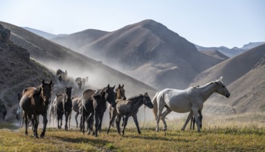 Herd of horses galloping over a hill, mountains behind, Kyrgyzstan, Asia