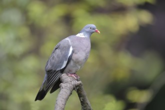 Common wood pigeon (Columba palumbus), sitting on a branch, Wilnsdorf, North Rhine-Westphalia,