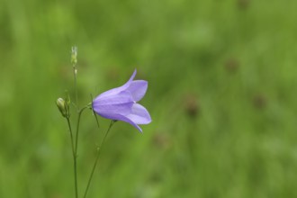 Spreading bellflower (Campanula patula), blue flower, on a nutrient-poor meadow, Wilnsdorf, North