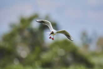 Black-headed gull (Chroicocephalus ridibundus), flying, Camargue, France, Europe