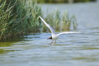 Black-headed gull (Chroicocephalus ridibundus) hunting on the water surface, flying, Camargue,