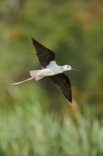 Black-winged stilt (Himantopus himantopus) flying over the reed, Camargue, France, Europe