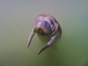 Juvenile round-tailed manatee (Trichechus manatus) in turbid water, dive site Crystal River,