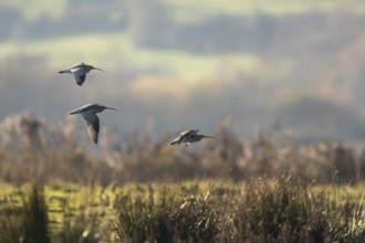 Eurasian Curlew (Numenius arquata) birds in flight over Marshes at winter time