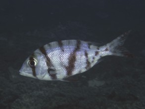 Robinson's big-headed snapper (Gymnocranius grandoculis), big-headed snapper, dive site Sodwana Bay