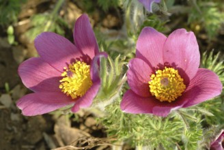 Common pasque flower (Pulsatilla) vulgaris, also known as common pasque flower, pasque flower or