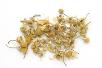 Dried blossoms of the true camomile (Matricaria recutita) medicinal plant, true camomile, can