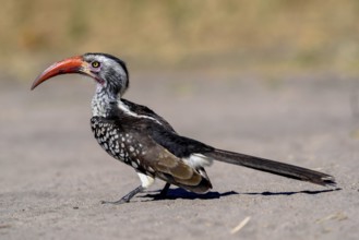 Red-billed hornbill (Tockus erythrorhynchus), Savuti, Chobe National Park, Bostwana