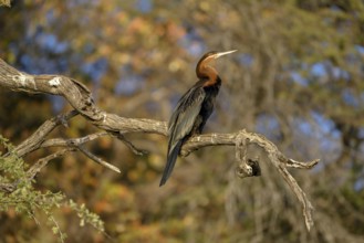 African darter (Anhinga rufa) sitting on a branch on the Kavango River, near Rundu, Kavango East