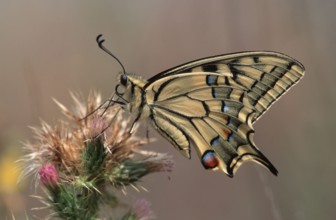 Swallowtail (Papilio machaon), lateral, Hesse, Germany, Europe