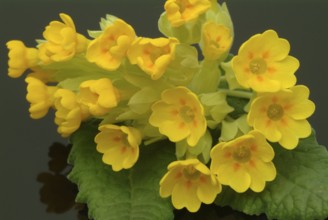 Common cowslip (Primula officinalis), cowslip, apothecary primrose, medicinal plant, flowers