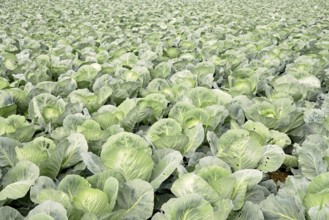 Field with white cabbage, vegetable cultivation, North Rhine-Westphalia, Germany, Europe