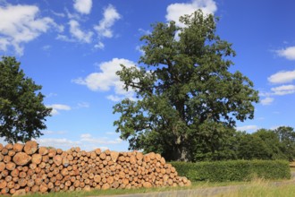 Stacked firewood, stored logs for collection, construction timber, industrial timber, in the