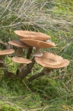 Blusher (Amanita rubescens) in mixed forest, Franconia, Bavaria, Germany, Europe