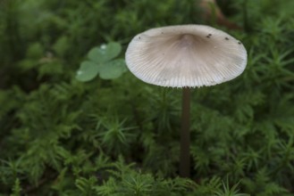 Bonnet (Mycena) in moss, mixed forest, Fanken, Bavaria, Germany, Europe