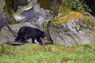 American Black Bear (Ursus americanus) climbing over rocks along the forest edge, rainforest,