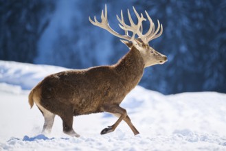 Red deer (Cervus elaphus) stag on a snowy meadow in the mountains in tirol, Kitzbühel, Wildpark