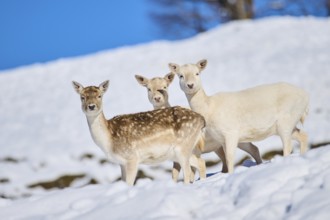 European fallow deer (Dama dama) does on a snowy meadow in the mountains in tirol, Kitzbühel,