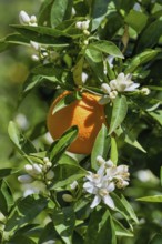 Orange (Citrus sinensis) blossom, close-up of blossoms and ripe fruit, near Bolulla, Costa Blanca,