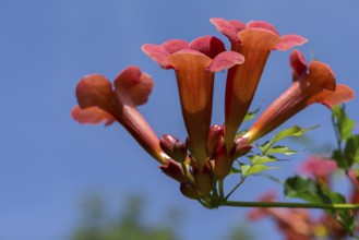 Blossoms of a trumpet creeper (Campsis), blue sky, Bavaria, Germany, Europe