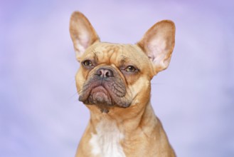 Red French Bulldog dog in front of violet background