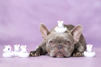 French Bulldog dog with cute unicorn rubber duck toys on head in front of purple background