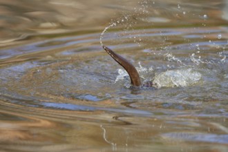 European Otter (Lutra lutra), dives down, captive