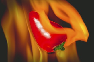 Sweet pepper (Capsicum), hot peppers, hot, in fire