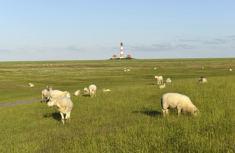 Sheep at the lighthouse Westerheversand, Germany, Europe