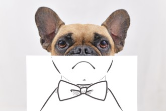 French Bulldog dog with half of face covered with white paper sheet with painted on sad mouth and