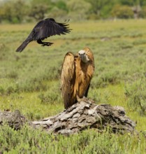 Griffon Vulture (Gyps fulvus) and Common Raven (Corvus corax) on the luder, Common Raven teases a