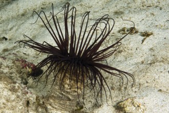 Filigree coloured tube anemone (Cerianthus membranaceus), Mediterranean Sea, Majorca, Spain, Europe