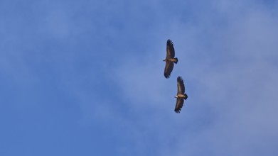 Two Griffon Vulture in flight, blue sky with white clouds, Rodopou Peninsula, West Crete, Crete